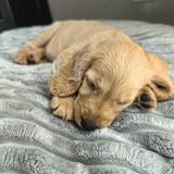 Cozy Caves x small - x large- Chunky Corduroy