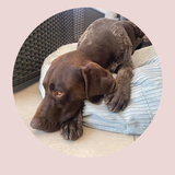 Luxury Pet beanbags - Summer range