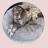 Luxury Pet beanbags - Summer range