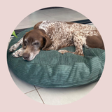 Luxury Pet beanbags - Summer range