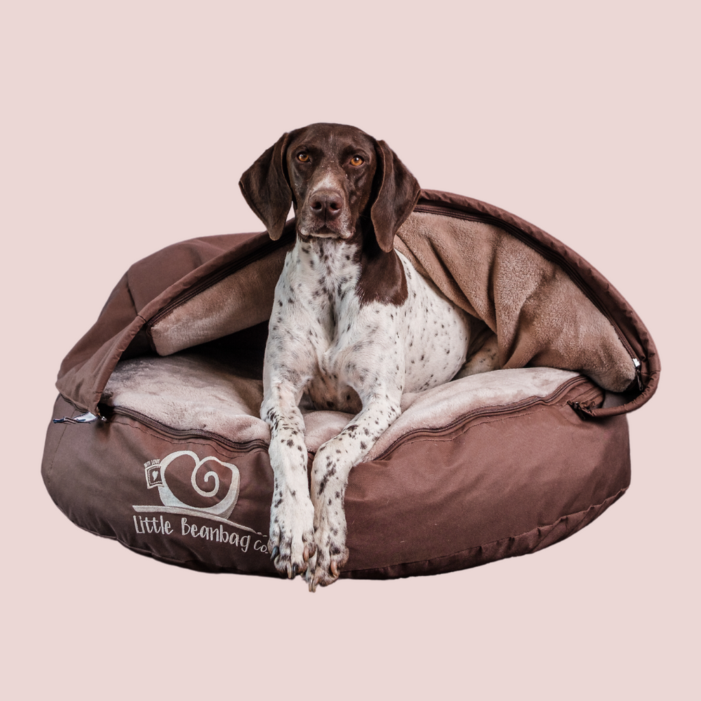 Small dog best sale bean bag